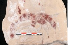 Foto (Detailansicht) von Engelhardtia sp. (NHMW-GEO-2024-0188-11457)